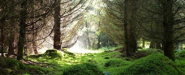 Sostenibilidad Ambiental: Tendencias y Objetivos de Futuro