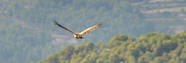 Prioridad: conservar la biodiversidad